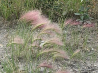 Wind through the grass